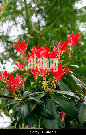 Pieris formosa forrestii 'Wakehurst' AGM Stock Photo