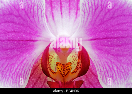 Flower of an orchid (Phalaenopsis sp.), detail, macro Stock Photo