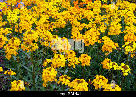 Cheiranthus x allionii - Siberian Wallflower Stock Photo