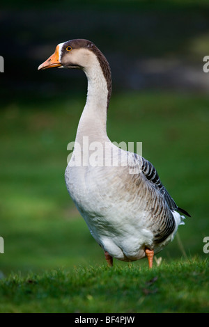 Chinese goose or Swan Goose; Anser cygnoides Stock Photo