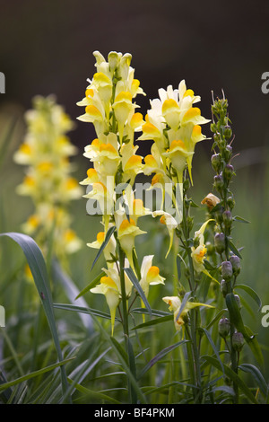 Common Toadflax; Linaria vulgaris; Cornwall Stock Photo