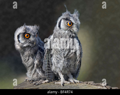 White Faced Scops Owl Fledglings (ptilopsis leucotis) Stock Photo