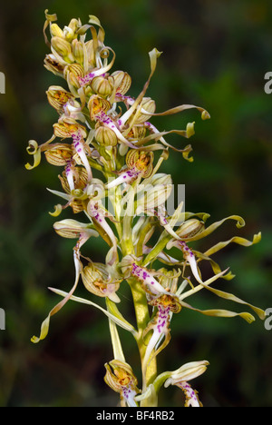 Lizard Orchid (Himantoglossum hircinum), native orchid species Stock Photo
