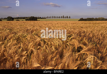 Essex countryside farmland landscape of ripe Barley crop Highwood Chelmsford England UK Stock Photo