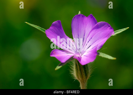 Common Corncockle (Agrostemma githago) Stock Photo