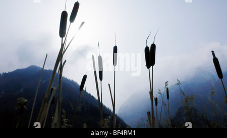 Sweet Flag at the bottom of Mt. Siguniang, Kangding County, Garzê Tibetan Autonomous Prefecture, Sichuan Province, China Stock Photo