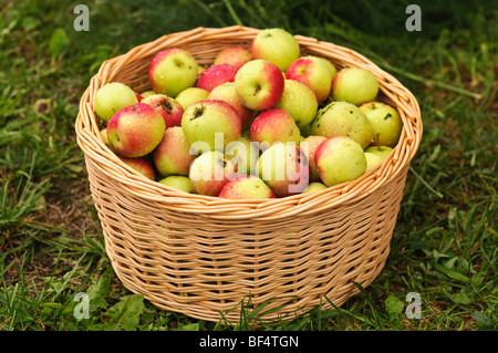 Apples in basket on grass Stock Photo