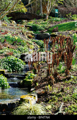 Streamside plantings at RHS Garden Rosemoor showing Matteucia strutheropsis the Ostrich or Shuttlecock fern Stock Photo