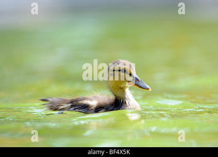Mallard Duckling (Anas plathyrrhynchos) swimming on a pond Stock Photo