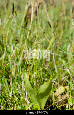 fen orchid Liparis loeselii var ovata very rare orchid kenfig national nature reserve near porthcawl south wales uk Stock Photo