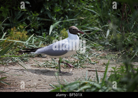 Black-Headed Gull Larus ridibundus