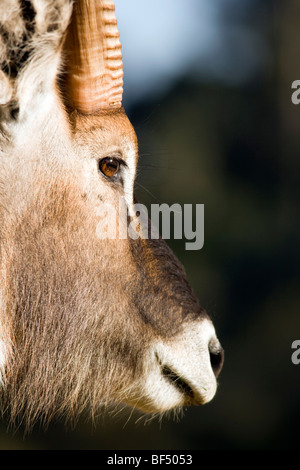 Close-up Waterbuck Portrait - Mount Kenya National Park, Kenya Stock Photo