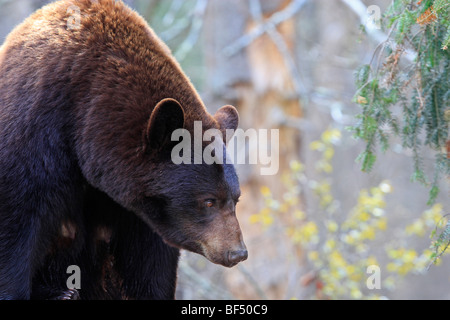 American Black Bear (Ursus americanus). Adult cinnamon bear in forest. Stock Photo