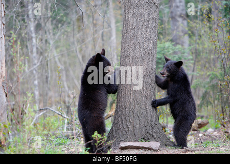 American Black Bear (Ursus americanus). Two 1 and a half year old bears intending to climb a tree to be secure.