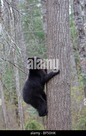 American Black Bear (Ursus americanus). Yearling 1 year and a half old climbing a tree to be secure. Stock Photo