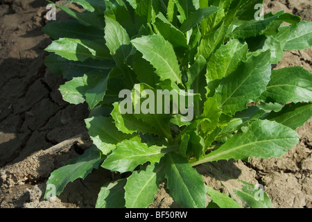 Agriculture - Closeup of early growth safflower plants in the field / Butte County, California, USA. Stock Photo