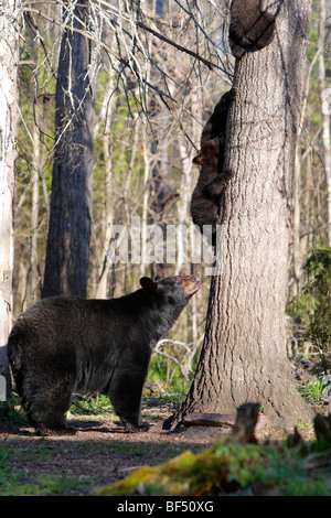 American Black Bear (Ursus americanus). Mother watching three playful spring cubs (4 month old) climbing up a tree. Stock Photo
