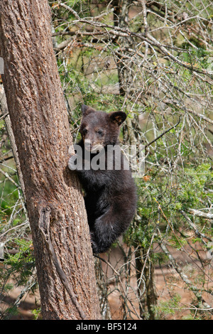 American Black Bear (Ursus americanus). Spring cub (4 months old) climbing a tree to be secure. Stock Photo