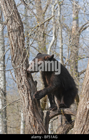 American Black Bear (Ursus americanus). Yearling (1 year and a half old) sitting secure in a tree. Stock Photo