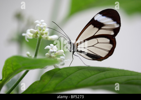 Glasswing butterfly (greta oto), butterfly species from Central and South America