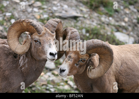 2 wild bighorn rams interacting in jasper national park, canada Stock Photo