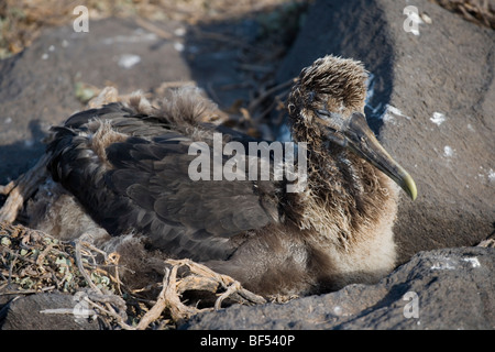 Baby albatross in nest , galapagos islands Stock Photo