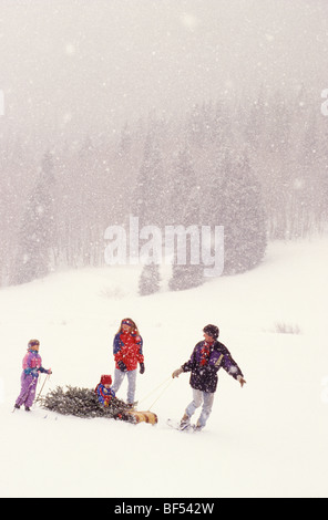 A family hauls a newly-cut Christmas tree through falling snow on a toboggan Stock Photo