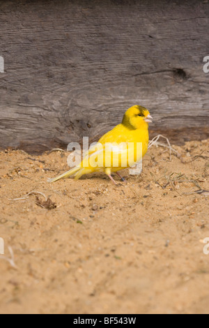 Canary (Serinus canaria). Feeding on aviary floor. 'Border' breed or variety. Stock Photo