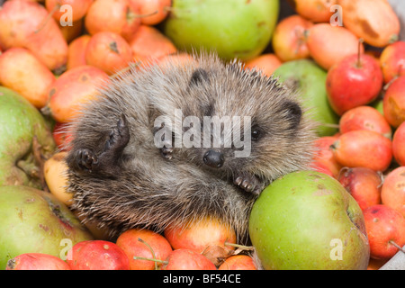European Hedgehog (Erinaceus europaeus) amongst collected fallen apples (Malus sp. ). Showing soft hair underbelly. Autumn. Stock Photo