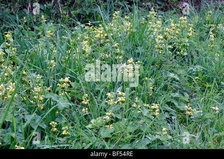 Lamium galeobdolon 'Variegatum' syn Lamium galeobdolon subsp montanum 'Florentinum' Yellow Archangel Stock Photo