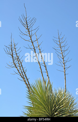 Yucca gloriosa, aka Spanish Dagger, Moundlily Yucca, Soft-tipped Yucca, Spanish Bayonet or Sea Islands Yucca Stock Photo
