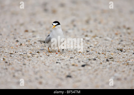 Least Tern (Sternula antillarum antillarum), in breeding plumage standing on a sandy beach. Stock Photo