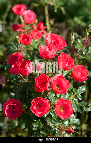 Rose - Linda, miniature, red flowers Stock Photo