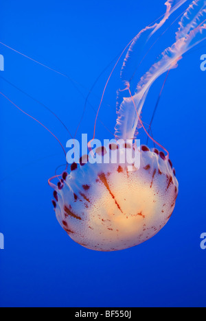 Large jellyfish, Atlantic Sea Nettle (Chrysaora quinquecirrha)