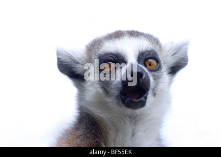 Ring-tailed Lemur (Lemur catta). Vocalizing. Adult calling. Stock Photo