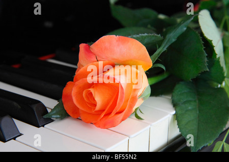 Rose on piano Stock Photo