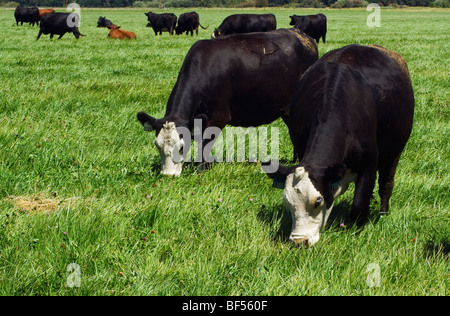 Livestock - Black Baldie beef cattle graze on a green pasture on an organic cattle ranch / near McArthur, California, USA. Stock Photo