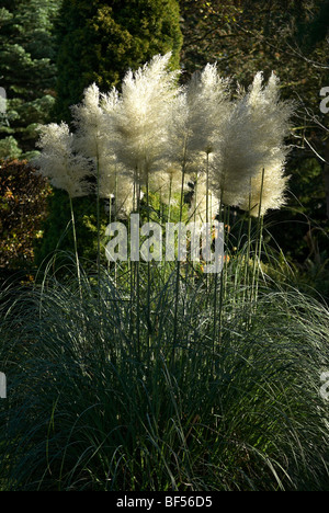 Pampas grass Cortaderia Selloana catching the wind Stock Photo