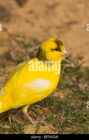 Canary (Serinus canaria). 'Border' breed or variety. Feeding on aviary floor. Stock Photo