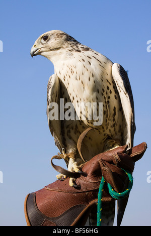 Falcon, Saker Falcon (Falco hybrid), portrait, Wildpark Daun Wildlife Park, Vulkan Eifel, Rhineland-Palatinate, Germany, Europe Stock Photo