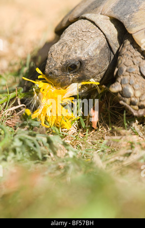 Hermann's Tortoise (Testudo hermanni). Eating Sowthistle (Sonchus sp.). Stock Photo