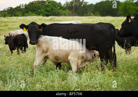 Charolais calf cross with black angus Stock Photo - Alamy