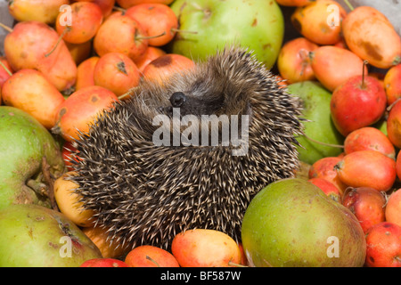 European Hedgehog (Erinaceus europaeus). Uncurling, unrolling amongst collected fallen apples, revealing soft hairy belly underside. Autumn. Stock Photo