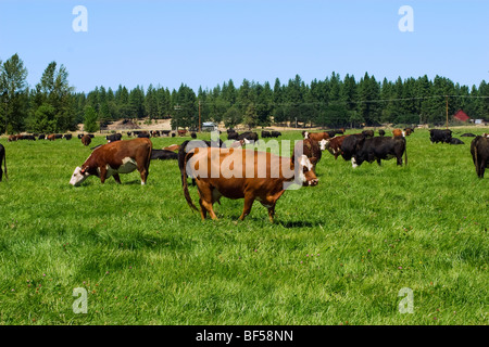 Hereford, Black Angus and Black Baldie beef cattle graze on a green pasture on an organic cattle ranch / McArthur, California. Stock Photo
