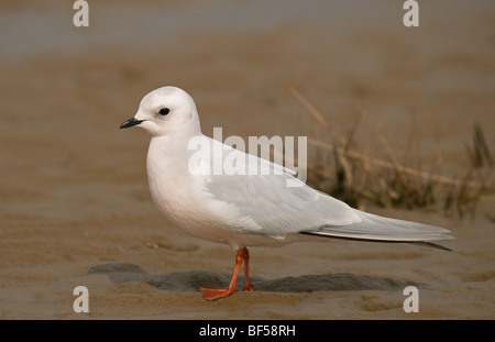 Adult winter Ross's Gull, rhodostethia rosea Stock Photo