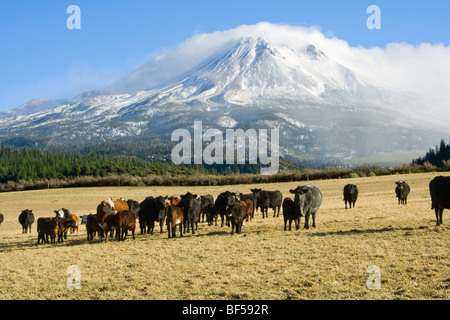 Mixed breeds of beef cattle; Black Angus & Black Baldie, on a Winter pasture with snow covered Mt. Shasta in the background. Stock Photo