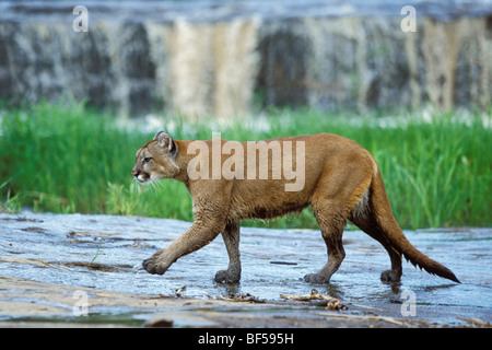 Cougar, Mountain Lion (Puma concolor) at waterfall, Rocky Mountains, Colorado, North America Stock Photo