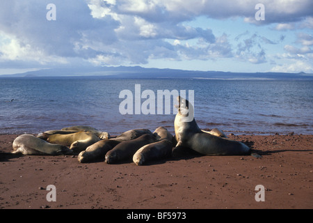 Californian Sea Lions (Zalophus californianus wollebaeki), Galapagos, Ecuador, South America Stock Photo