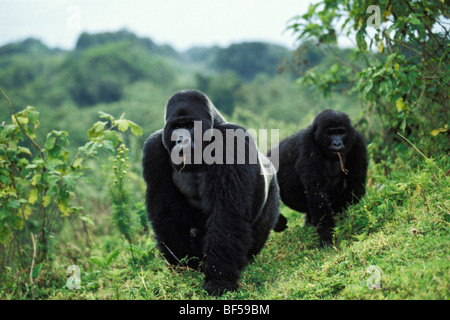 Mountain gorillas (Gorilla beringei), foraging, Virunga Nationalpark, Zaire Stock Photo