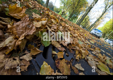 Leaves fallen from Deciduous trees begin to block roads drainage systems with possible flooding a result from the interference. Stock Photo